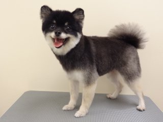 まんまる柴犬カット