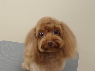サラサラ・シャギー・ベアカット