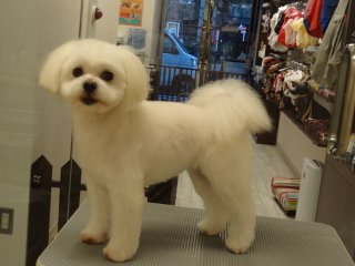 さらふわ・まん丸マルチーズカット