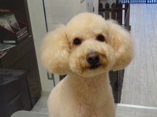 ピーナッツ風ムスタッシュカット