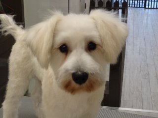 すっきり・パピー・シュナカット