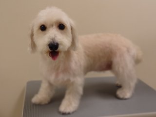 ダックス×ヨーキーのMIX犬カット