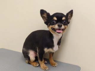 スムース・チワワに大変身カット