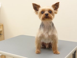 ヨーキー・サマーカット
