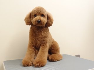 マルフワ・ブーツ・テディ